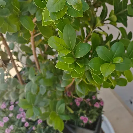 Bed & Breakfast Regina Di Puglia